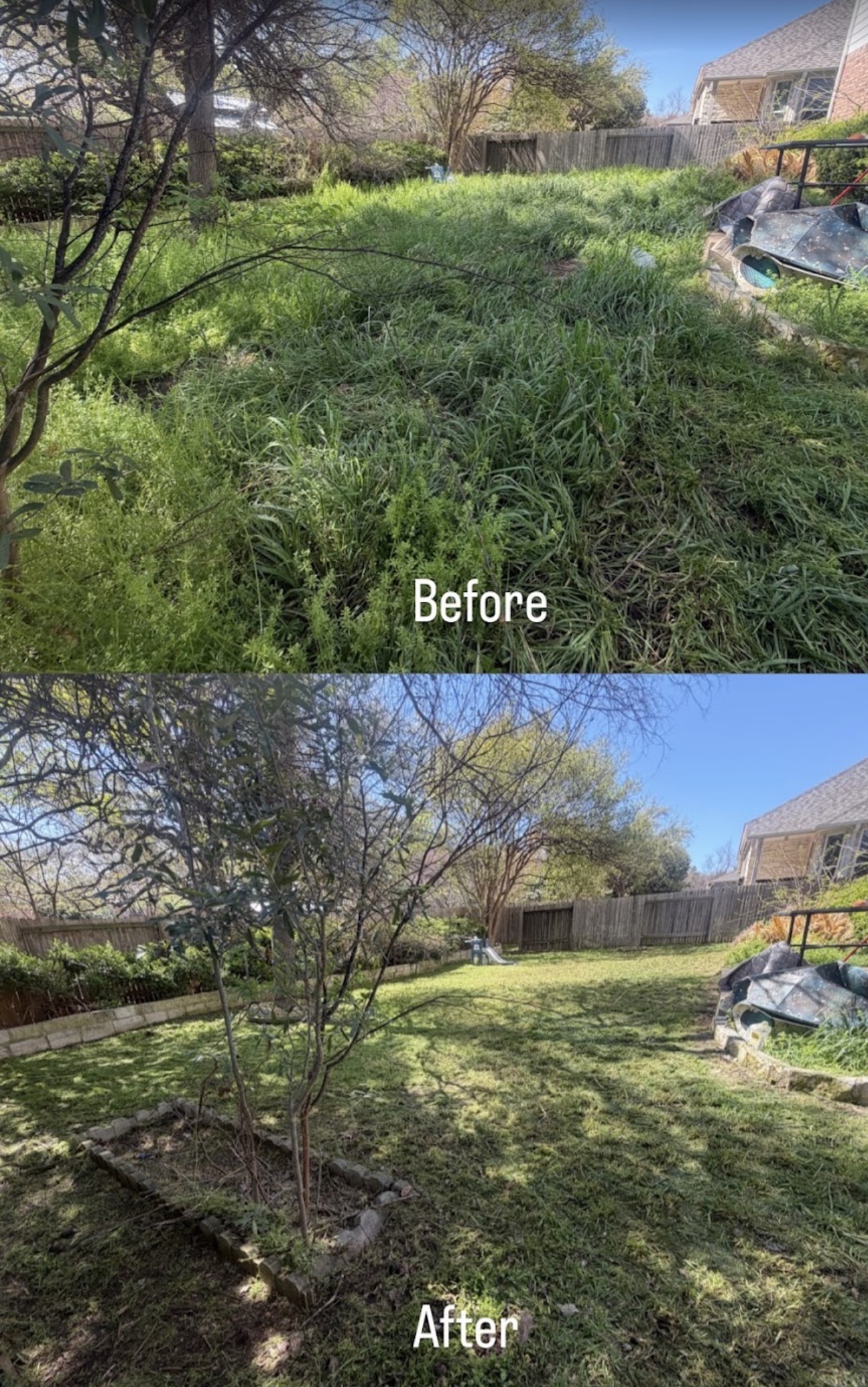 Overgrown backyard before and after